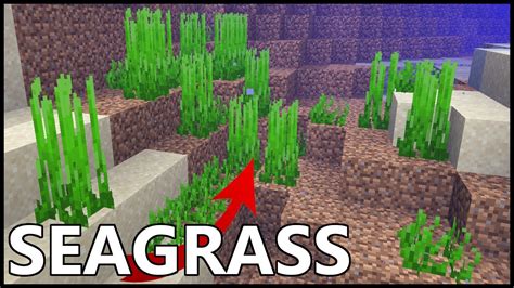 To get seagrass in Minecraft, you can also breed turtles. . How to get seagrass in minecraft